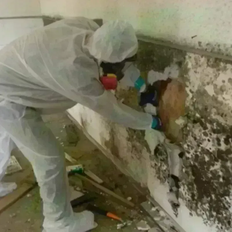 Mold Remediation and Removal in Beaufort, NC